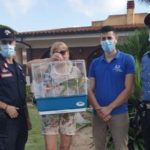 Carabinieri ritrovano pappagallo smarrito appartenente a specie protetta