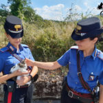 Brutta avventura per un gatto salvato dai carabinieri