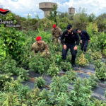 I carabinieri sequestrano 2500 piante di marjiuana, arrestati tre soggetti