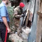 Molochio: I carabinieri denunciano 54enne del posto