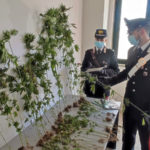 Petronà: Carabinieri scoprono 55enne a coltivare marijuana in una serra