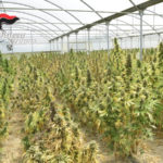Scoperta piantagione di cannabis a Maida, arrestate 4 persone