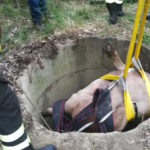 Vitello cade in un pozzo, salvato dai vigili del fuoco nel Crotonese