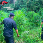 Scoperta piantagione di marijuana a Gizzeria, arrestati 4 lametini