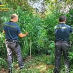 Droga:scoperta piantagione cannabis a Reggio, un arresto