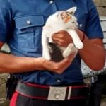 Maltrattamenti a un gattino postati su instagram: Denunciati dai carabinieri tre giovani