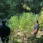 Catanzaro: carabinieri scoprono diverse piantagioni di droga