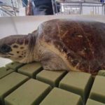 Tartaruga soccorsa in giugno rimessa in mare a Crotone
