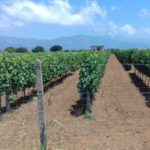Coldiretti Calabria vendemmia 2022: siccità, alte temperature denominatore comune