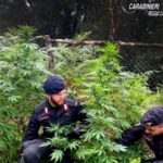 Scovate armi e piantagioni di cannabis a Santa Cristina d’Aspromonte e Oppido Mamertina