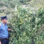 Droga: carabinieri scoprano piantagione di cannabis a Petronà