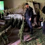 Piana di Gioia Tauro: Rinvenute dai carabinieri due piantagioni di cannabis