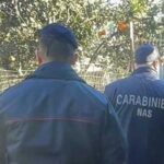 Reggio Calabria operazione di controllo di canili