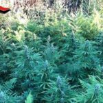 San Roberto: Scoperta piantagione di 80 piante di cannabis dai carabinieri, due arresti