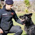 Soverato, Carabinieri:liberato un pastore tedesco rinchiuso in un furgone dal suo padrone
