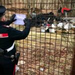 Vibo: I Carabinieri sequestrano due isole ecologiche a Nardodipace e Cassari