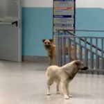 Cani randagi in ospedale, gli animali non votano e la spettacolarizzazione dà visibilità