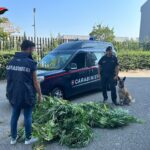 Rende –Coltiva droga in giardino: arrestato dai Carabinieri