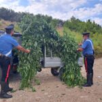 Droga: i carabinieri a Petronà rinvengono una piantagione