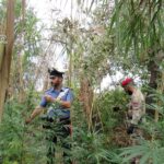 Battute dei carabinieri in Aspromonte contro gli stupefacenti, Rinvenute 2 piantagioni di marijuana un arresto