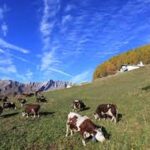 La regione in campo a sostegno degli allevatori. A disposizione 15 milioni di euro