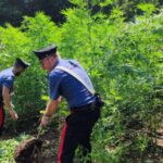 Giffone (RC): i Carabinieri scoprono e distruggono un’altra piantagione di marijuana. La quinta in pochi giorni