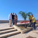 Sul lungomare piantata una palma donata in ricordo di un concittadino scomparso